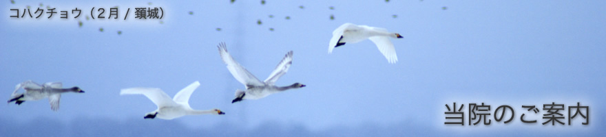 当院のご案内