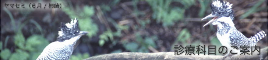 診療科目のご案内