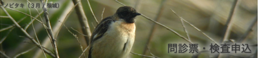 問診票・検査申込