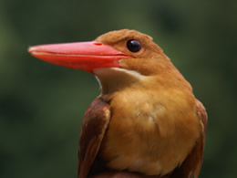 アカショウビン