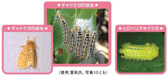 毛虫に刺されたら